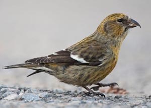 Солбинхушуут (Тольт солбинхушуут)